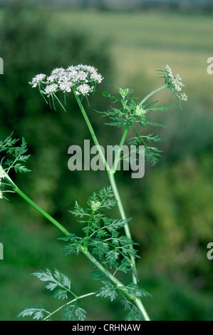 FOOL'S-PARSLEY Aethusa Cynapium (Apiaceae) Stockfoto