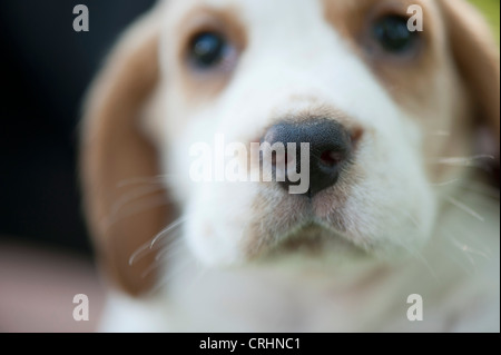 Beagle Welpen, Schwerpunkt Nase Stockfoto