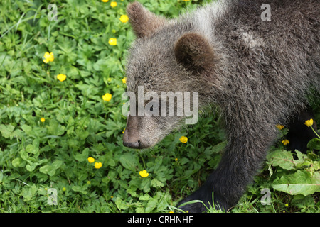 Brown Bear Cub im Jura Parc in der Schweiz Stockfoto