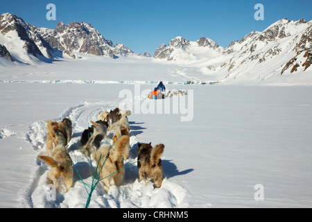 Grönlandhund (Canis Lupus F. Familiaris), Hundeschlitten in Gletscherbugt, Grönland, Ostgroenland, Tunu, Kalaallit Nunaat, Liverpool Land, Lillefjord Stockfoto
