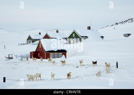 Schlittenhunde Grönlandhund (Canis Lupus F. Familiaris) gebunden vor Grönland, Ostgroenland, Tunu, Kalaallit Nunaat, Scoresbysund, Kangertittivag, Kap Tobin, Ittoqqortoormiit Stockfoto