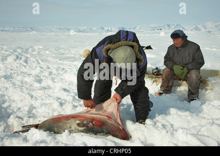 zwei Inuit-Versiegelungen im Schnee, eine Häutung ein Siegel gejagt, Grönland, Ostgroenland, Tunu, Kalaallit Nunaat, Scoresbysund, Kangertittivag, Kap Tobin, Ittoqqortoormiit Stockfoto