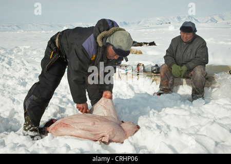 zwei Inuit-Versiegelungen im Schnee, eine Häutung ein Siegel gejagt, Grönland, Ostgroenland, Tunu, Kalaallit Nunaat, Scoresbysund, Kangertittivag, Kap Tobin, Ittoqqortoormiit Stockfoto