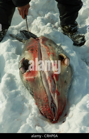 Inuit-Sealer Häuten ein Siegel im Schnee, Grönland, Ostgroenland, Tunu, Kalaallit Nunaat, Scoresbysund, Kangertittivag, Kap Tobin, Ittoqqortoormiit gejagt Stockfoto