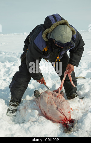 Inuit-Sealer schnitzen Sie eine Dichtung im Schnee, Grönland, Ostgroenland, Tunu, Kalaallit Nunaat, Scoresbysund, Kangertittivag, Kap Tobin, Ittoqqortoormiit gejagt Stockfoto