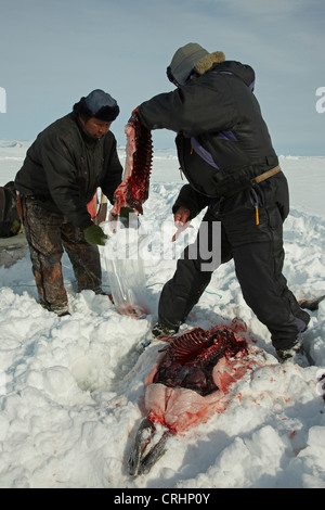 zwei Inuit Eichmeister schnitzen Sie eine Dichtung im Schnee, Grönland, Ostgroenland, Tunu, Kalaallit Nunaat, Scoresbysund, Kangertittivag, Kap Tobin, Ittoqqortoormiit gejagt Stockfoto