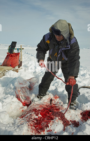 Inuit-Versiegelung im Schnee mit den Resten einer Dichtung gejagt und zerstückelt, Grönland, Ostgroenland, Tunu, Kalaallit Nunaat, Scoresbysund, Kangertittivag, Kap Tobin, Ittoqqortoormiit Stockfoto