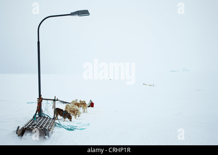 Grönlandhund (Canis Lupus F. Familiaris), einige Tiere, die Bindung an eine Straßenlaterne in Schnee bedeckt Wüste, Grönland, Ostgroenland, Tunu, Kalaallit Nunaat, Scoresbysund, Kangertittivag, Ittoqqortoormiit Stockfoto