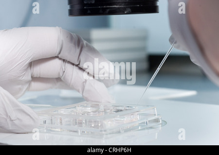 Mikroskop Fruchtbarkeit Klinik Ei Befruchtung Stockfoto