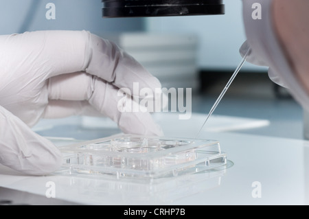 Mikroskop Fruchtbarkeit Klinik Ei Befruchtung Stockfoto