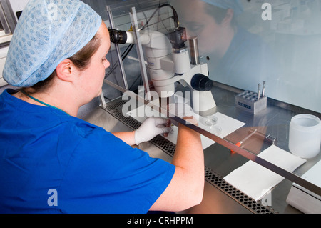 Laborantin, die Befruchtung einer Eizelle Stockfoto