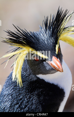 Nördlichen oder Long-crested Felsenpinguin im Sonnenlicht auf Nightingale Island, Süd-Atlantik Stockfoto