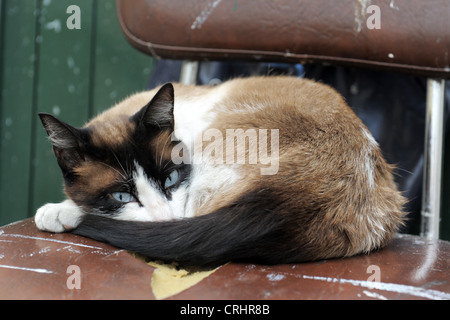 schöne reinrassige Siamkatze liegend auf einem alten Stuhl Stockfoto