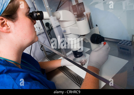 Laborantin, die Befruchtung einer Eizelle Stockfoto