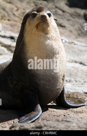 Bull subantarktischen Furl Siegel, Nightingale Island Stockfoto