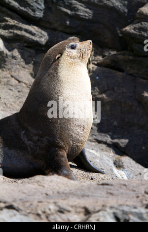 Bull subantarktischen Furl Siegel, Nightingale Island Stockfoto