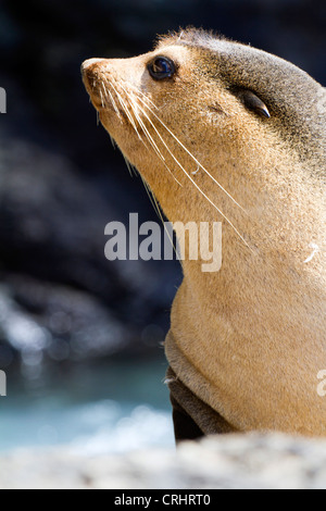 Bull subantarktischen Furl Siegel, Nightingale Island Stockfoto