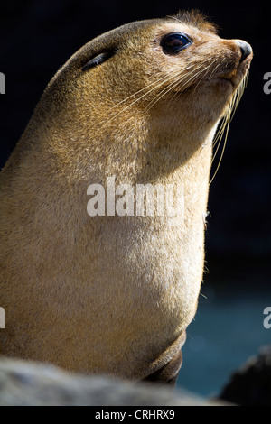 Bull subantarktischen Furl Siegel, Nightingale Island Stockfoto