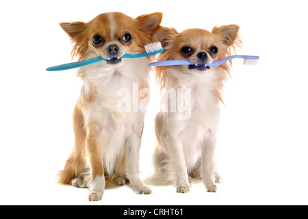 Porträt von reinrassigen Chihuahuas mit Zahnbürste vor weißem Hintergrund Stockfoto