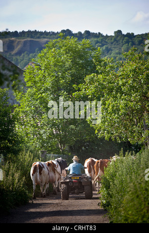 Ein Bauer sein Vieh in den Stall mit Hilfe von einem vier Wheeler (Puy de Dôme Auvergne Frankreich) zu bringen. Stockfoto