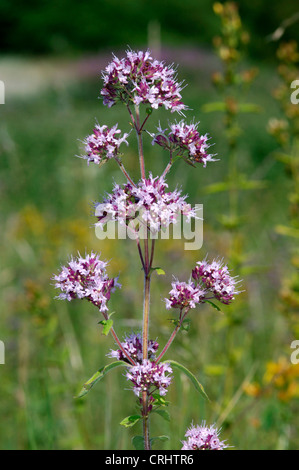 WILDEN Majoran Origanum Vulgare (Lamiaceae) Stockfoto