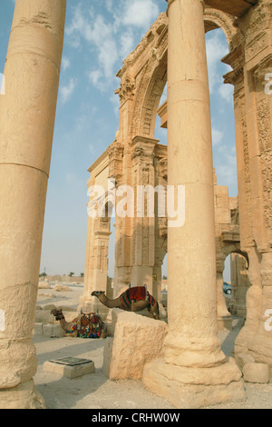 Baktrischen Kamel, zwei bucklig Kamel (Camelus Bactrianus), Kamele auf die große Kolonnade, Syrien, Palmyra Stockfoto