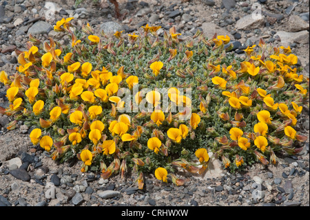 Adesmia Suffocata Blumen auf Kies Substrat Nähe von Viedma See Küste Santa Cruz Patagonien Steppe Argentinien Südamerika Stockfoto