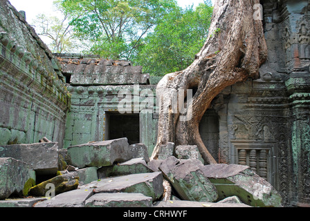 Baum wächst an Wänden von Ta Prohm in Angkor, Kambodscha Ruine-Komplex Stockfoto