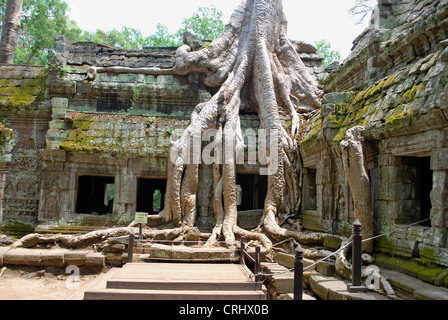 Baum wächst an Wänden von Ta Prohm in Angkor, Kambodscha Ruine-Komplex Stockfoto