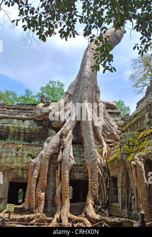 Baum wächst an Wänden von Ta Prohm in Angkor, Kambodscha Ruine-Komplex Stockfoto