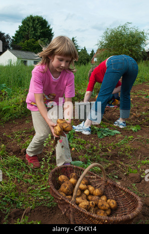 Kinder Pflanzenernte Kartoffeln auf einem Acker, Deutschland, Saarland Stockfoto