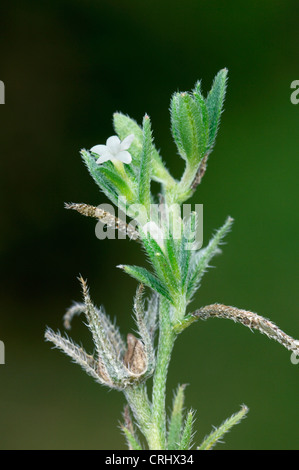 Feld GROMWELL Lithospermum Arvense (Boraginaceae) Stockfoto