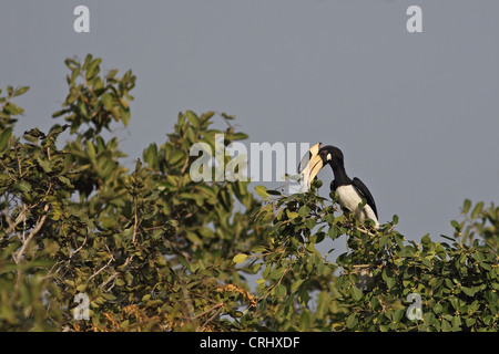 Malabar Pied Hornbill (Anthracoceros Coronatus) Stockfoto