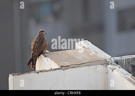 Schwarz-eared Kite (Milvus Migrans Govinda) Stockfoto