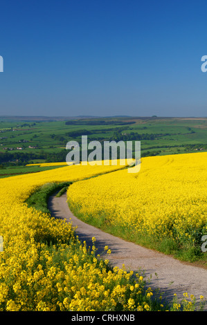 UK, South Yorkshire, Peak District, Raps Feld & Landschaft in der Nähe von Damflask Reservoir Stockfoto