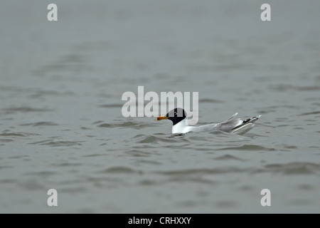 Große Black-headed Gull oder Pallas die Möwe (Ichthyaetus Ichthyaetus) Stockfoto