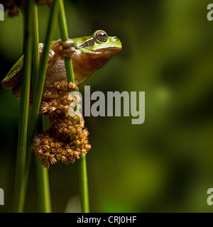 Europäischer Baumfrosch Hyla Arborea Laubfrosch Klettern in der vegetation Stockfoto