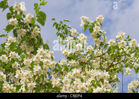 Zweig der Jasminblüten isoliert auf dem blauen Himmelshintergrund Stockfoto