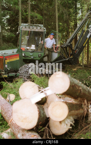 Abholzung des Waldes in Schweden Stockfoto