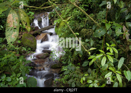 Tapanti Nationalpark Costa Rica Stockfoto