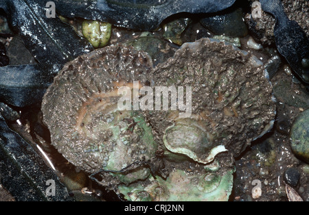 Gemeinsame oder flache Auster (Ostrea Edulis: Ostreidae) auf einem schlammigen Ufer UK Stockfoto