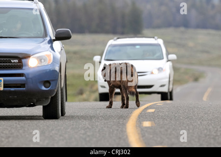 Schwarz-Phase graue Wolf (Canis Lupus) auf der Fahrbahn in das Lamar Valley Yellowstone-Nationalpark, Wyoming, USA Stockfoto