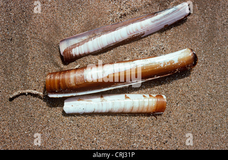 Pod Rasierer Muscheln (Ensis Siliqua: Solenidae) Anschlagen der Küste UK Stockfoto