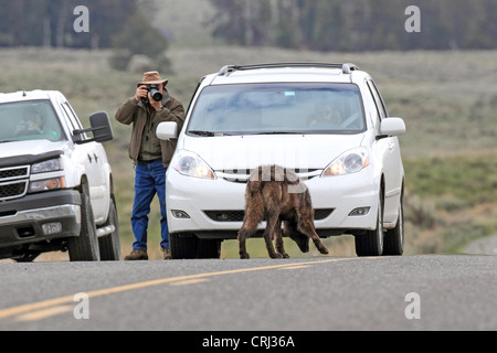 Schwarz-Phase graue Wolf (Canis Lupus) ist fotografiert von Tom Smith in das Lamar Valley des Yellowstone National Park, Wyoming, USA Stockfoto