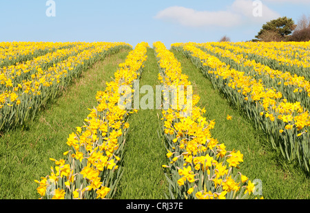 Ein Feld von Narzissen in der Nähe von Hayle in Cornwall, Großbritannien Stockfoto