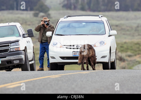 Schwarz-Phase graue Wolf (Canis Lupus) ist fotografiert von Tom Smith in das Lamar Valley des Yellowstone National Park, Wyoming, USA Stockfoto