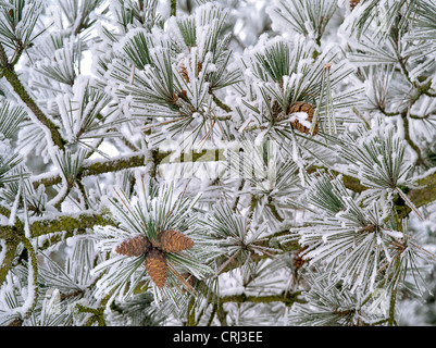 Raureif auf Kiefer. Oregon Stockfoto