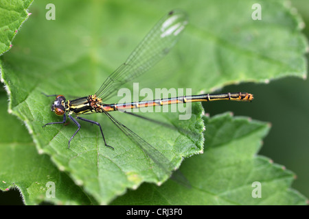 Weibliche große rote Damselfliege Pyrrhosoma Nymphula Form melanotum ungewöhnlich hält seine Flügel ausgestreckt wie eine Smaragd Damselfly Lestes sponsa Stockfoto