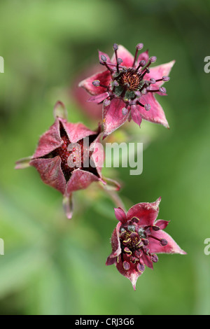 Marsh Fingerkraut Potentilla palustris Stockfoto