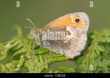 Kleine Heide Coenonympha pamphilus Stockfoto